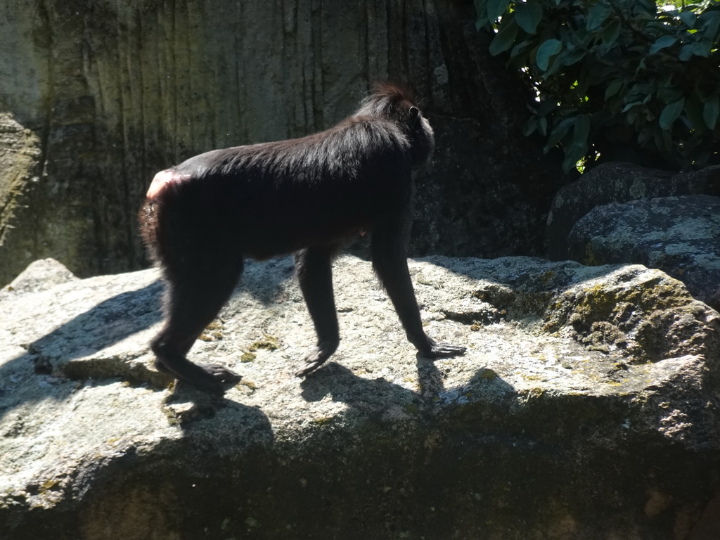 Celebes Crested Macaque at the Asian Swamp at the Asia area at the Diergaarde Blijdorp zoo