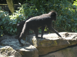 rotterdam_12_193 - 341 kb - 1024x768 - Celebes Crested Macaque at the Asian Swamp at the Asia area at the Diergaarde Blijdorp zoo Celebes Crested Macaque at the Asian Swamp at the Asia area at the Diergaarde Blijdorp zoo