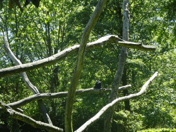 Lion-tailed Macaque at the Asia area at the Diergaarde Blijdorp zoo