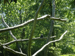 rotterdam_12_194 - 595 kb - 1024x768 - Lion-tailed Macaque at the Asia area at the Diergaarde Blijdorp zoo Lion-tailed Macaque at the Asia area at the Diergaarde Blijdorp zoo