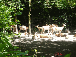 Blackbucks at the Asia area at the Diergaarde Blijdorp zoo