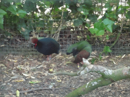 Crested Partridges at the Asia area at the Diergaarde Blijdorp zoo