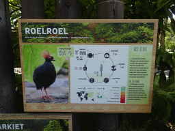 Explanation on the Crested Partridge at the Asia area at the Diergaarde Blijdorp zoo
