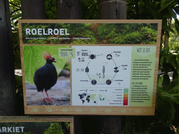 rotterdam_12_197 - 325 kb - 1024x768 - Explanation on the Crested Partridge at the Asia area at the Diergaarde Blijdorp zoo Explanation on the Crested Partridge at the Asia area at the Diergaarde Blijdorp zoo