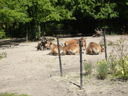 Bantengs at the Asia area at the Diergaarde Blijdorp zoo