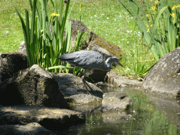 Heron at the Asia area at the Diergaarde Blijdorp zoo