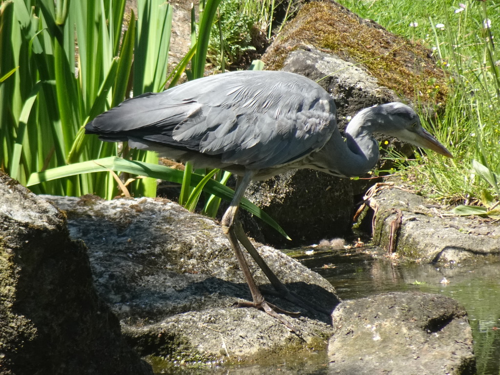 Heron at the Asia area at the Diergaarde Blijdorp zoo