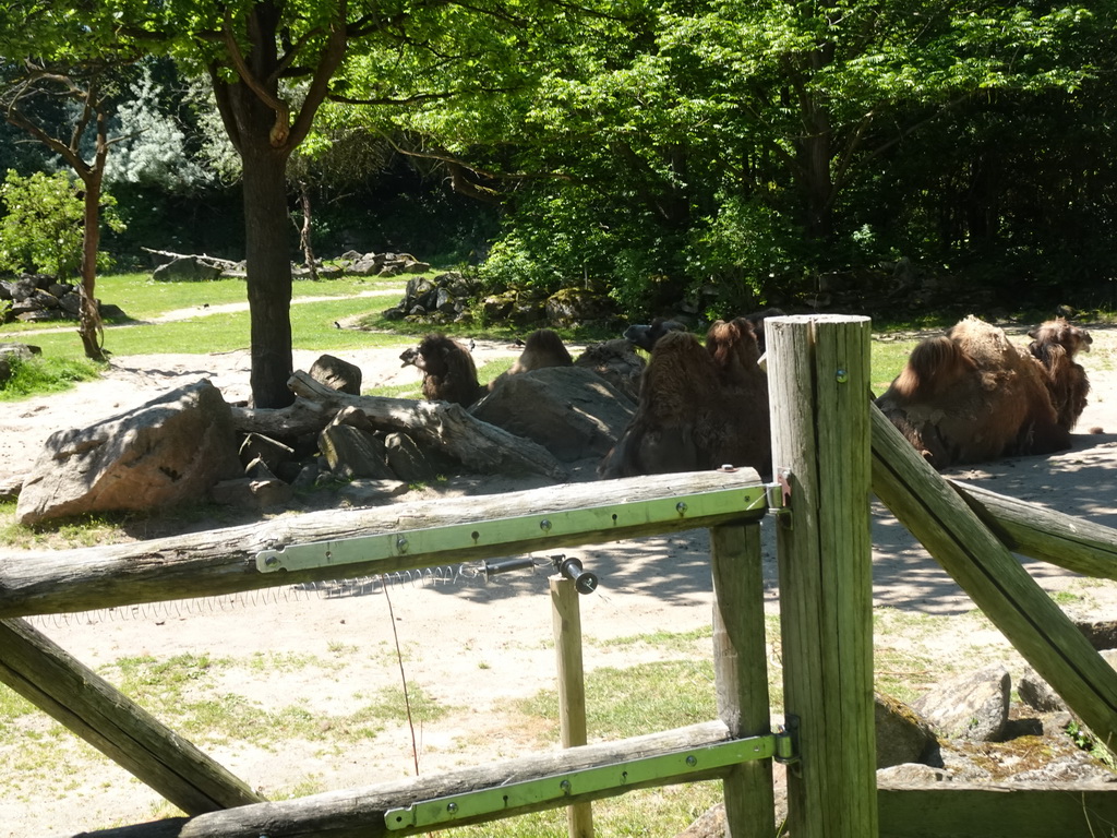 Camels at the Asia area at the Diergaarde Blijdorp zoo