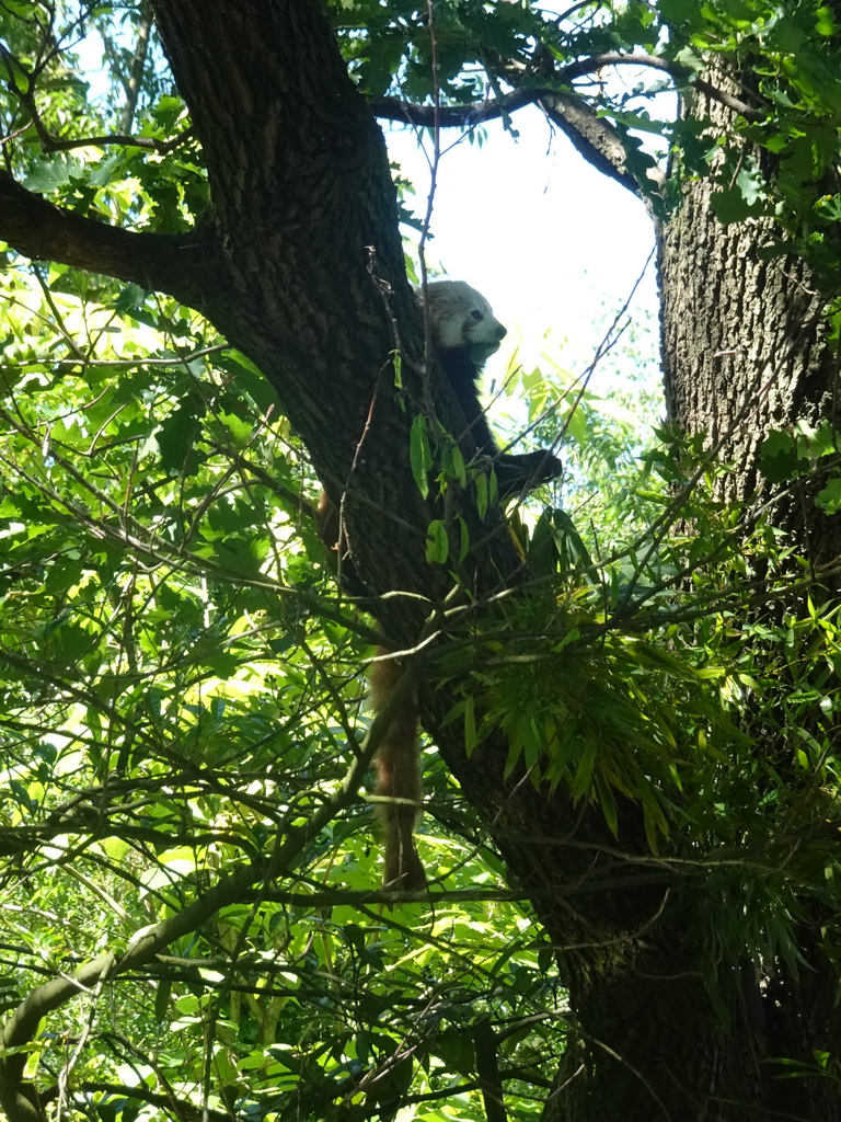 Red Panda at the Asia area at the Diergaarde Blijdorp zoo