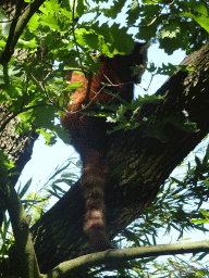 Red Panda at the Asia area at the Diergaarde Blijdorp zoo