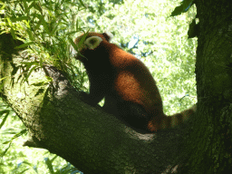 Red Panda at the Asia area at the Diergaarde Blijdorp zoo