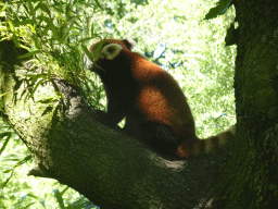 rotterdam_12_204 - 344 kb - 1024x768 - Red Panda at the Asia area at the Diergaarde Blijdorp zoo Red Panda at the Asia area at the Diergaarde Blijdorp zoo