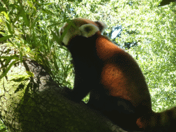 Red Panda at the Asia area at the Diergaarde Blijdorp zoo