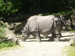 Great Indian Rhinoceroses at the Asia area at the Diergaarde Blijdorp zoo