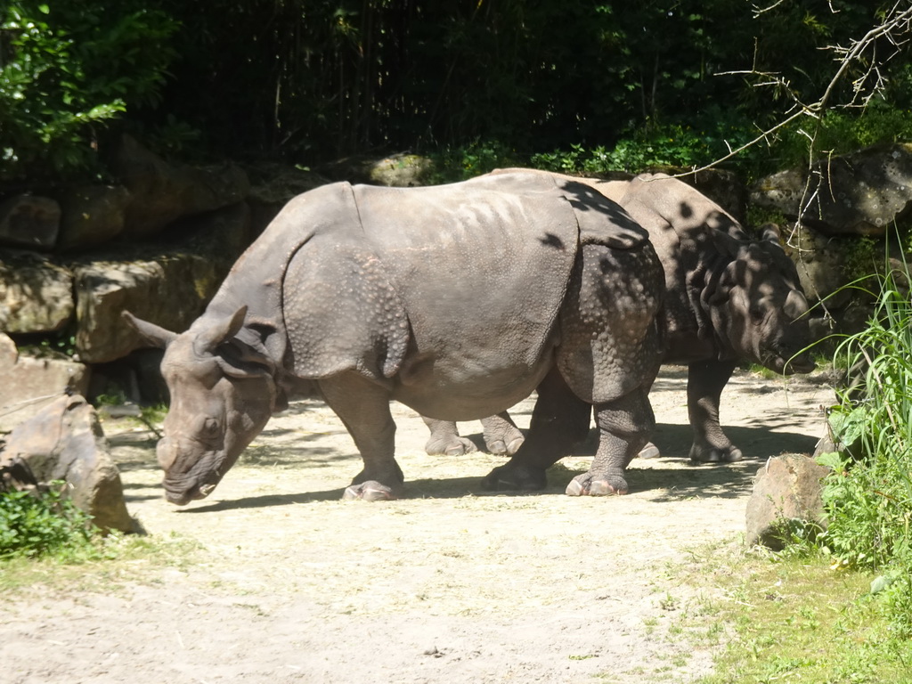 Great Indian Rhinoceroses at the Asia area at the Diergaarde Blijdorp zoo