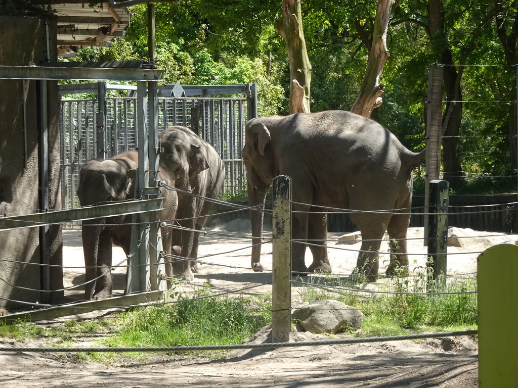 Indian Elephants at the Asia area at the Diergaarde Blijdorp zoo