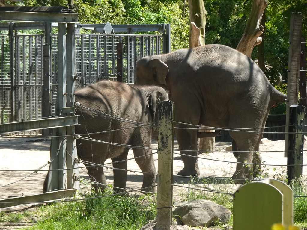 Indian Elephants at the Asia area at the Diergaarde Blijdorp zoo