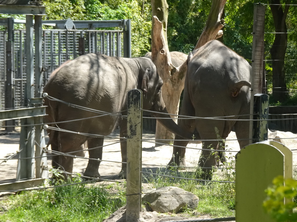 Indian Elephants at the Asia area at the Diergaarde Blijdorp zoo