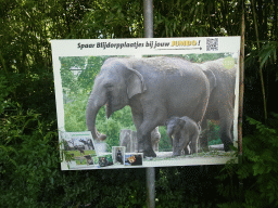 Photograph of the young Indian Elephant at the Asia area at the Diergaarde Blijdorp zoo