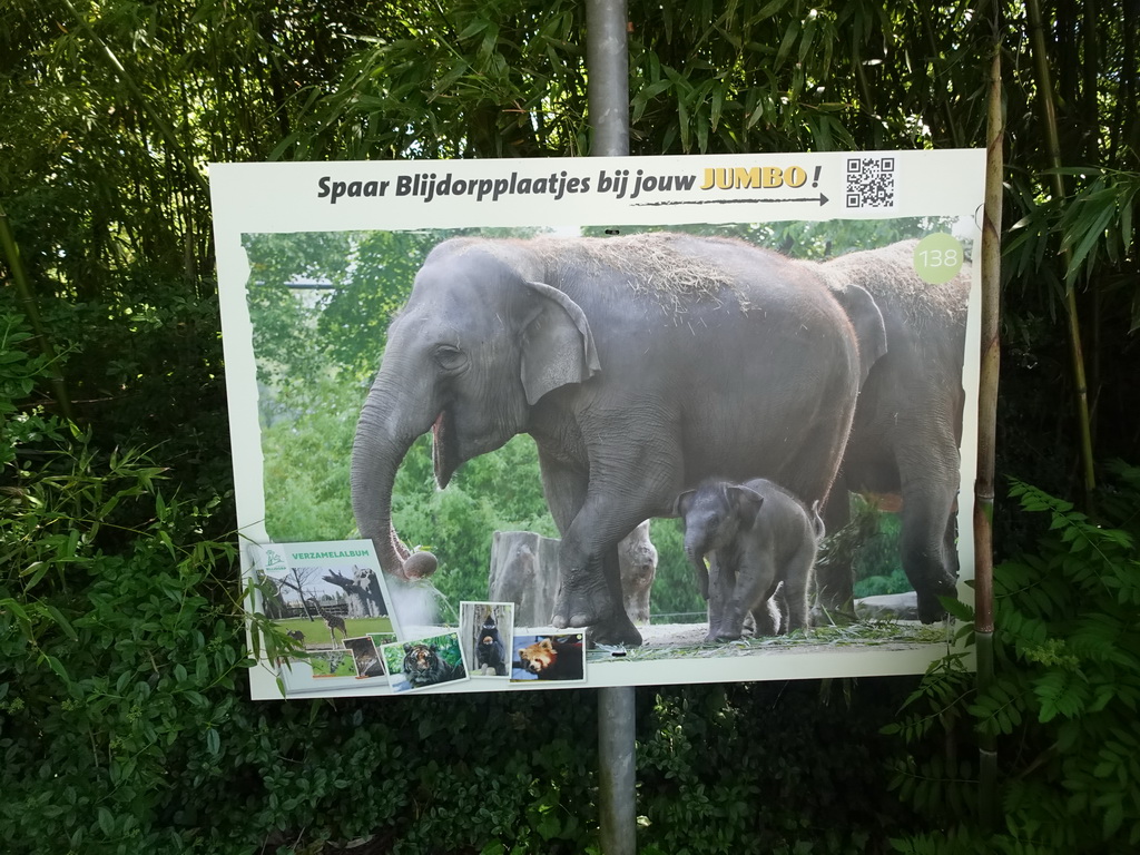 Photograph of the young Indian Elephant at the Asia area at the Diergaarde Blijdorp zoo