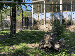 Asiatic Lions at the Asia area at the Diergaarde Blijdorp zoo