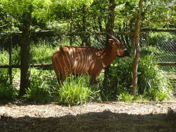 rotterdam_12_220 - 535 kb - 1024x768 - Bongo at the Africa area at the Diergaarde Blijdorp zoo Bongo at the Africa area at the Diergaarde Blijdorp zoo