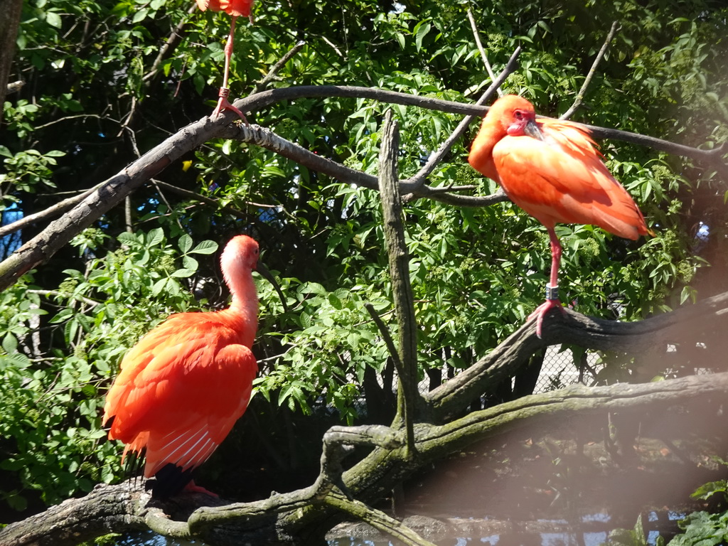 Red Ibises at the South America area at the Diergaarde Blijdorp zoo