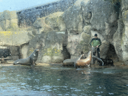 Zookeeper and California Sea Lions at the Oceanium at the Diergaarde Blijdorp zoo, during the feeding