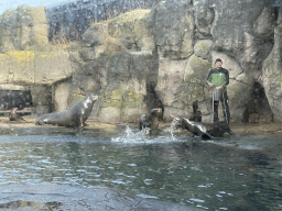 Zookeeper and California Sea Lions at the Oceanium at the Diergaarde Blijdorp zoo, during the feeding