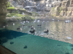 Puffins, Auks and Common Murres at the Bass Rock section at the Oceanium at the Diergaarde Blijdorp zoo