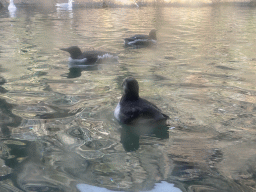 Puffin, Auks and Common Murres at the Bass Rock section at the Oceanium at the Diergaarde Blijdorp zoo
