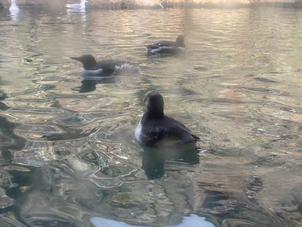 Puffin, Auks and Common Murres at the Bass Rock section at the Oceanium at the Diergaarde Blijdorp zoo