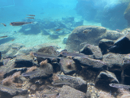 Silversides at the Bass Rock section at the Oceanium at the Diergaarde Blijdorp zoo