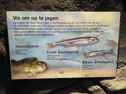 Explanation on the Shanny, Sand Smelt and Silverside at the Bass Rock section at the Oceanium at the Diergaarde Blijdorp zoo