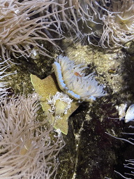 Sea Anemone at the Oceanium at the Diergaarde Blijdorp zoo