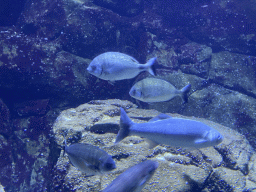 Fishes at the Oceanium at the Diergaarde Blijdorp zoo
