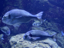 Fishes at the Oceanium at the Diergaarde Blijdorp zoo