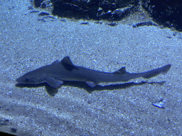 Shark at the Oceanium at the Diergaarde Blijdorp zoo