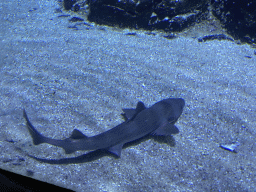 Shark at the Oceanium at the Diergaarde Blijdorp zoo