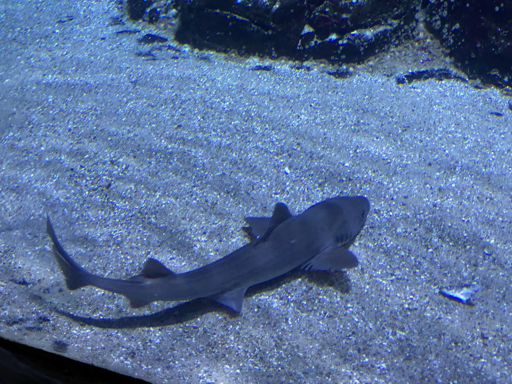 Shark at the Oceanium at the Diergaarde Blijdorp zoo