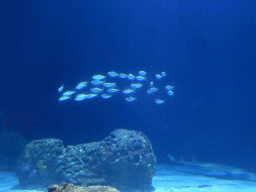 School of fish at the Shark Tunnel at the Oceanium at the Diergaarde Blijdorp zoo