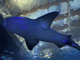 Shark at the Oceanium at the Diergaarde Blijdorp zoo