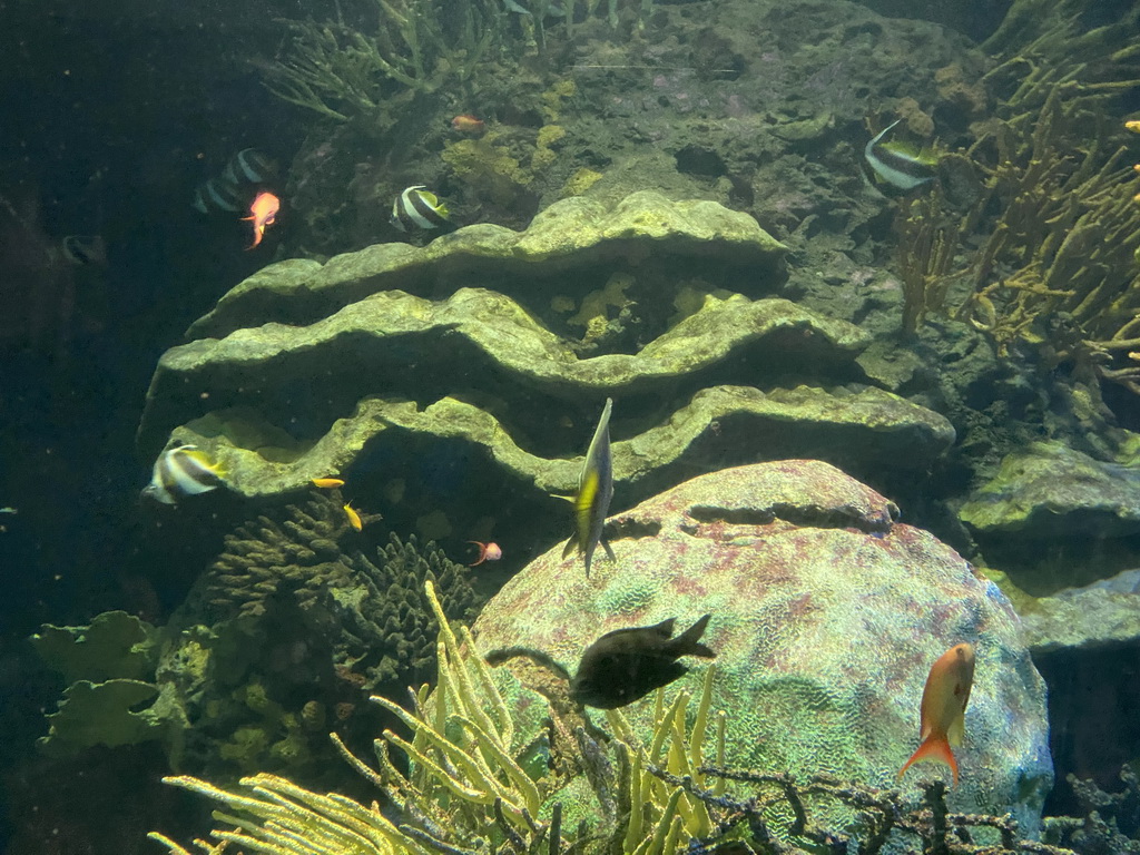 Fishes and coral at the Great Barrier Reef section at the Oceanium at the Diergaarde Blijdorp zoo