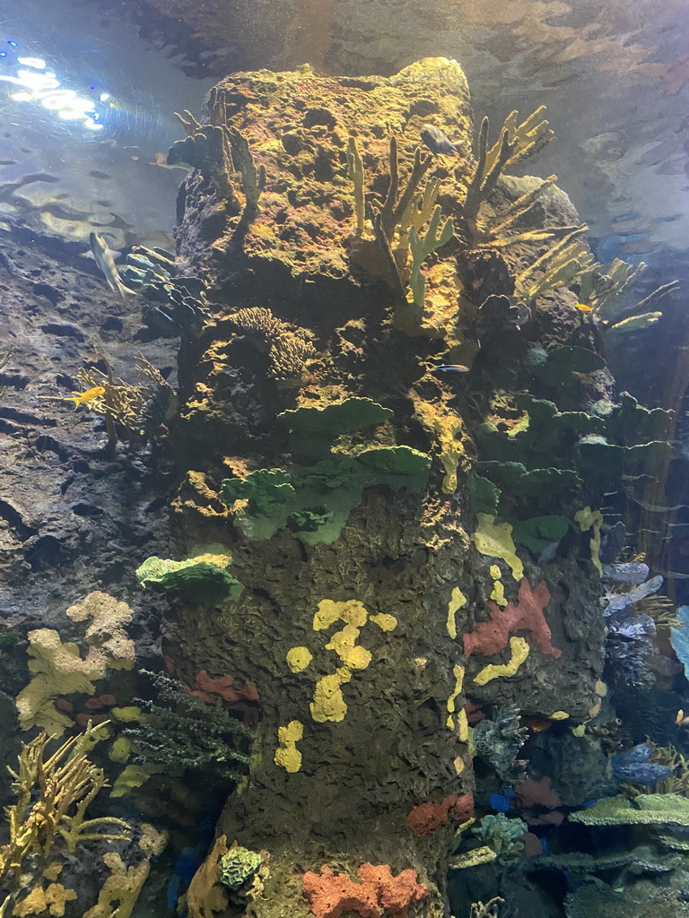 Fishes and coral at the Great Barrier Reef section at the Oceanium at the Diergaarde Blijdorp zoo