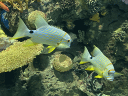 Fishes and coral at the Great Barrier Reef section at the Oceanium at the Diergaarde Blijdorp zoo