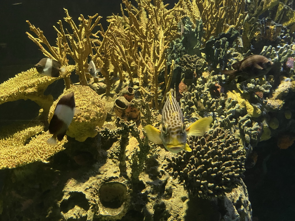 Fishes and coral at the Great Barrier Reef section at the Oceanium at the Diergaarde Blijdorp zoo