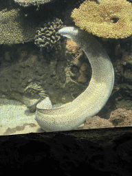 Moray Eel and coral at the Great Barrier Reef section at the Oceanium at the Diergaarde Blijdorp zoo