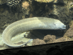 Moray Eel and coral at the Great Barrier Reef section at the Oceanium at the Diergaarde Blijdorp zoo