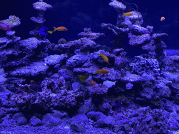 Clownfish, other fishes and coral at the Great Barrier Reef section at the Oceanium at the Diergaarde Blijdorp zoo