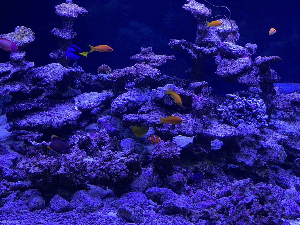 Clownfish, other fishes and coral at the Great Barrier Reef section at the Oceanium at the Diergaarde Blijdorp zoo